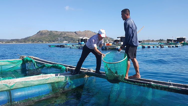 Quảng Ngãi: Phát triển nuôi biển theo hướng công nghiệp, hiện đại